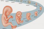 Sự phát triển của thai nhi